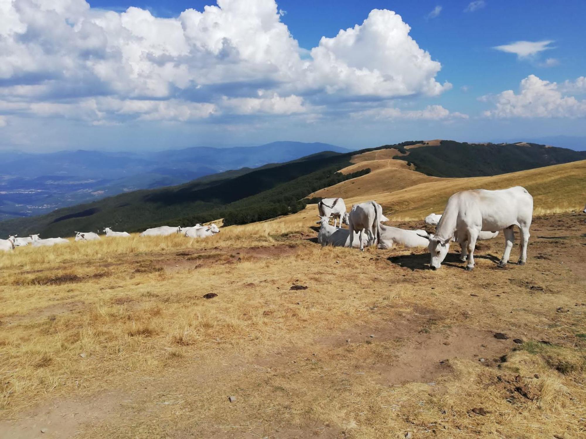 Вілла Il Rifugio Di Vale Cetica Екстер'єр фото